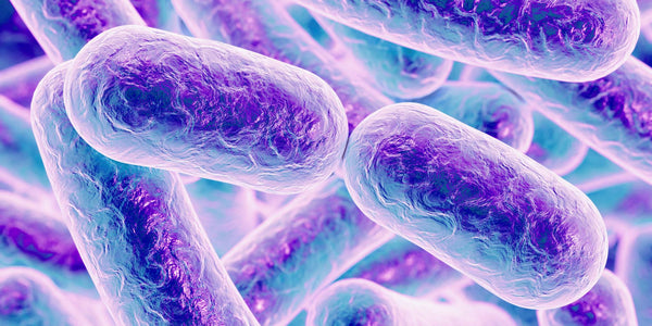Pro & Pre Biotics