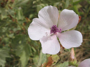 Feminine Hygiene & Lubricant