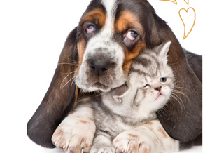 pets