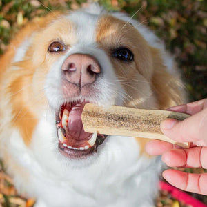 Korure Pets Dog Premium NZ Deer Antler Chew (xs)