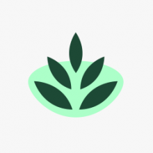 Thuja 30c pills 12gm